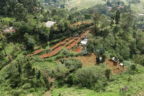 Rice Terraces and Rice Cultivation in Sri Lanka Stock Image - Image of india, laos: 113671201