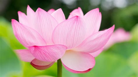 Lotus Flower Wallpapers, Pictures, Images