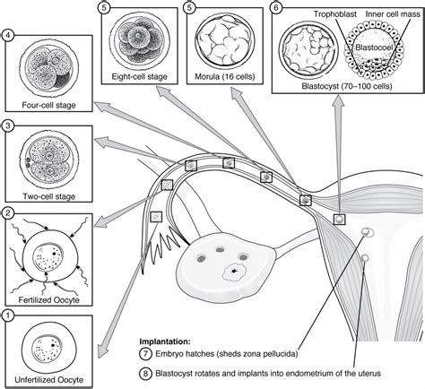 Embryonic Development | Anatomy and Physiology II