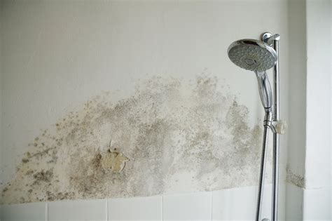 The 6 Most Common Types of Mold You Might Find in Your House