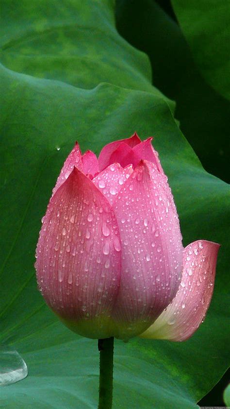 Lotus HD Wallpaper (73+ images)