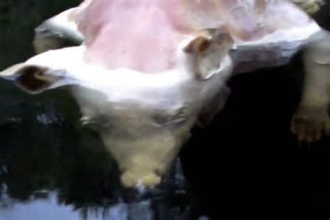 The half-pig, half-human mutant found in lake | othermedium.com