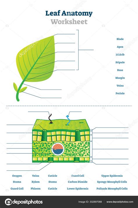 Leaf anatomy worksheet vector illustration. Labeled blank biology closeup. Stock Illustration by ...