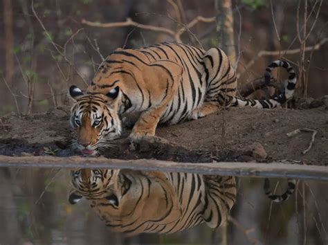 8 Noteworthy Bengal Tiger Adaptations That Help It Survive