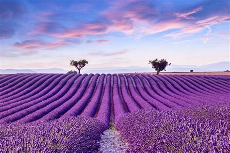 Visiting The Lavender Fields of Provence | France Travel Guide | Travel and Food Network