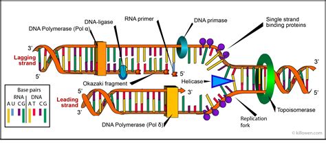 Dna Polymerase Diagram