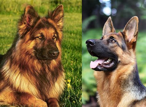 King Shepherd Vs German Shepherd – How To Spot The Difference?