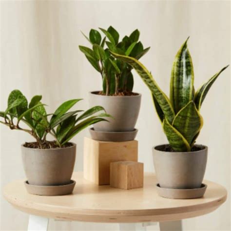 Indoor Plant Gifts: The Houseplant Lovers Ultimate Gift Guide