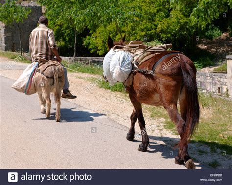 Riding A Donkey Stock Photos & Riding A Donkey Stock Images - Alamy