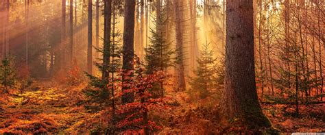 Autumn Forest Path Wallpapers - Top Free Autumn Forest Path Backgrounds - WallpaperAccess