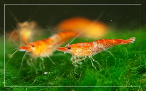 Cherry Shrimp - Species Profile & Facts