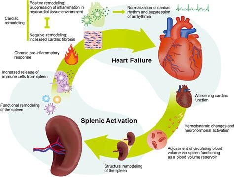 Proposed mechanisms of the cardiosplenic axis in heart failure. The... | Download Scientific Diagram