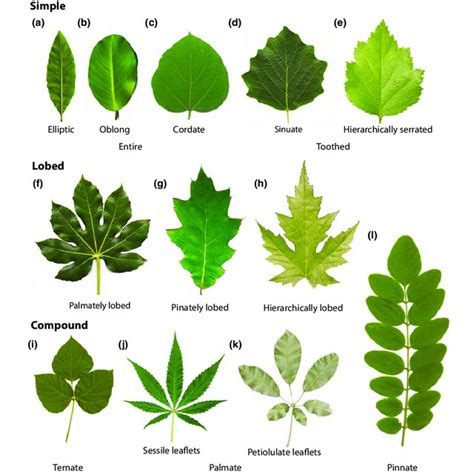 Modelling lobed leaves. (a–e) Simulation of the development of a... | Download Scientific Diagram