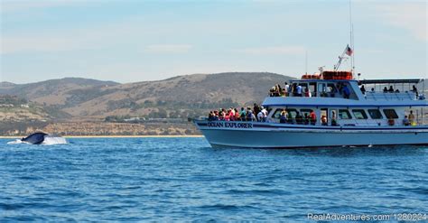 Newport Beach Whale Watching | Newport Beach, California Sight-Seeing Tours