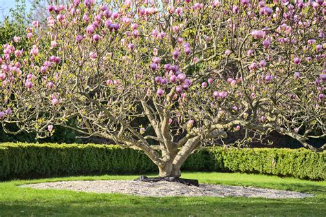 Magnolia 'Soulangeana' 8" Pot - Hello Hello Plants