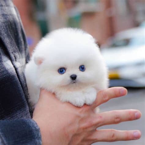 Gom - Micro Pomeranian Male - Mini Teacup Puppies, INC