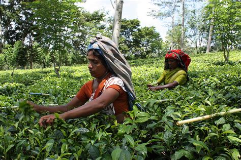 Sustainable Agriculture in Sri Lanka Focused on Renewable Energy