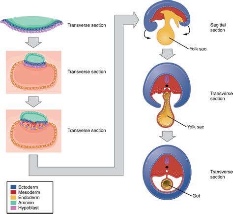 Module 9: Human Development and Anatomy Through the Lifespan – Anatomy 337 eReader