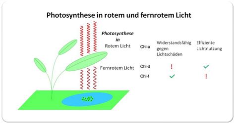 Photosynthese: Cyanobakterien überleben im dunklen fernroten Licht - das hat seinen Preis ...