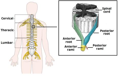 The Spinal Cord - Meninges - Vasculature - TeachMeAnatomy