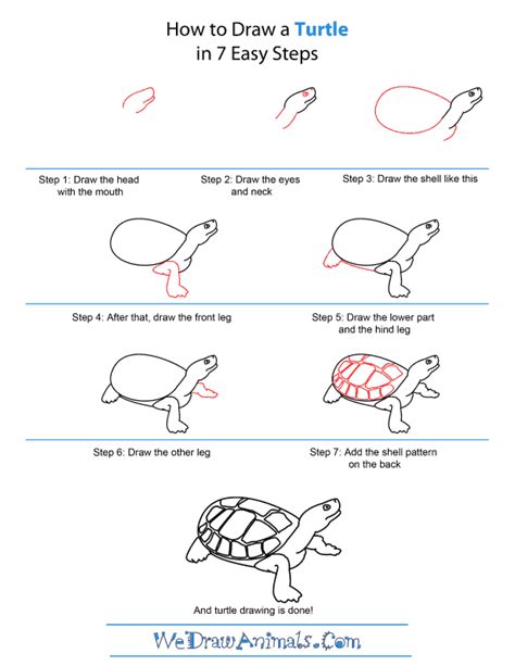 How To Draw A Turtle Step By Step