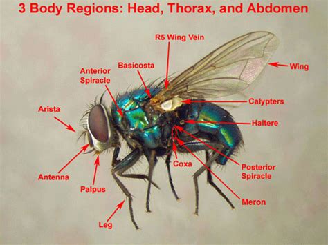 Fly Anatomy