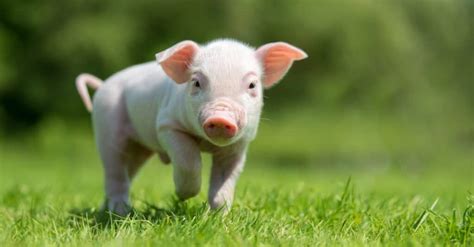 Baby Pig: 5 Piglet Pictures and 5 Facts - A-Z Animals