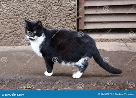 Fat Black-and-white Cat at the Basement Window Stock Photo - Image of cute, white: 174315876