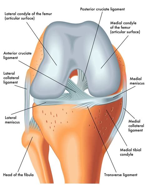 Torn ACL Surgery (Part 1): Why and When? - Jeffrey H. Berg, M.D.