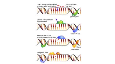 DNA Polymerase - The Definitieve Guide | Biology Dictionary