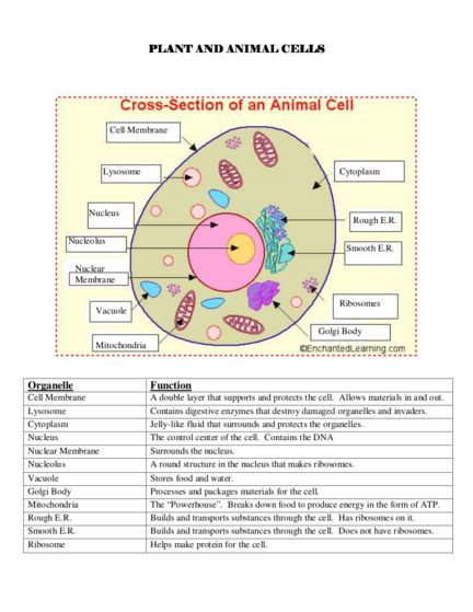 Lysosome In Animal Cell