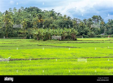 Agriculture and rice cultivation in Mirissa in the south of Sri Lanka Stock Photo - Alamy