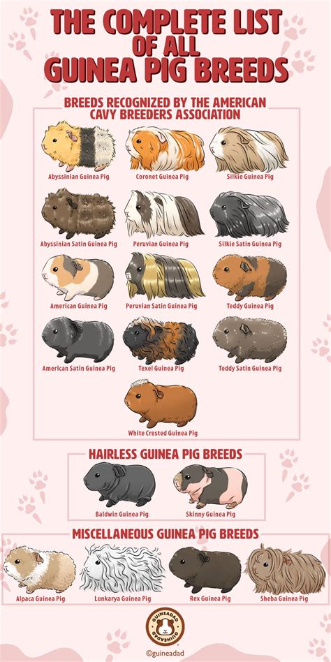 The Complete List of All Guinea Pig Breeds! | GuineaDad