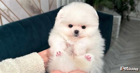 Teacup Pomeranian: Size & More About This Mini Dog Breed