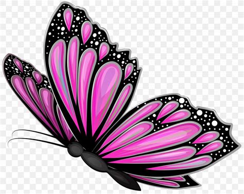 Pink And Black Butterfly Clipart Png