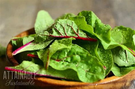 Growing Swiss Chard in Containers and in the Vegetable Garden