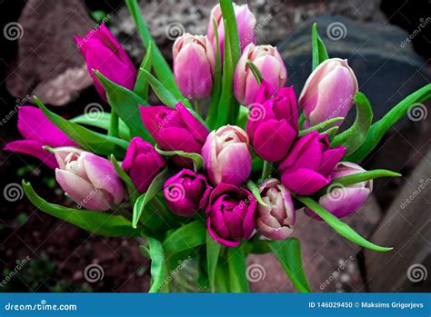 Beautiful Pink and Purple Tulips Bouquet Flowers Stock Photo - Image of yellow, blossom: 146029450