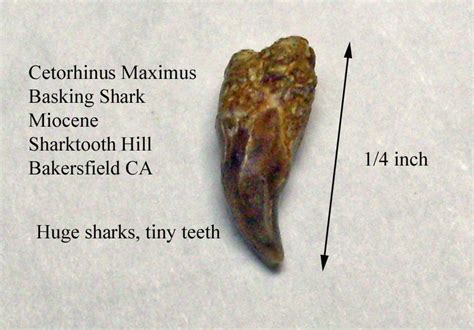 Basking Shark - Members Gallery - The Fossil Forum