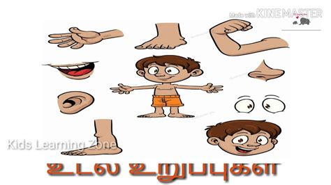 Body Parts Name In Tamil - 7esl Organs Inglese Esl Utilita Vocabulary | Bodenfwasu