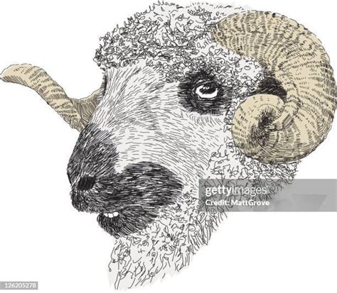 Ram Horns Drawing Photos and Premium High Res Pictures - Getty Images