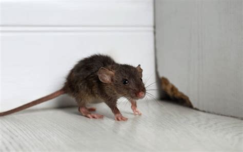 Common Rodents to Lookout for this Winter | Rodent Control