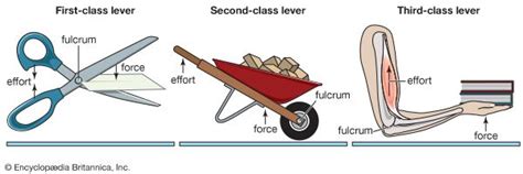 First Second Third Class Lever Examples