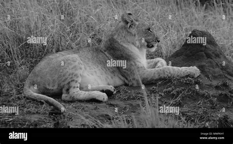 Lion cub Black and White Stock Photos & Images - Alamy