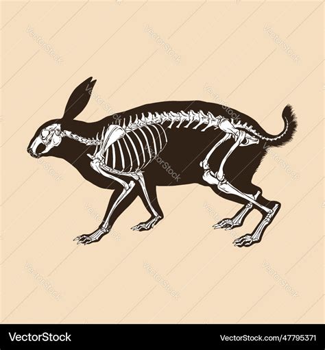 Skeleton rabbit Royalty Free Vector Image - VectorStock