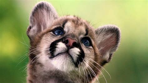 Cute Baby Animal Desktop Wallpapers - Top Free Cute Baby Animal Desktop Backgrounds ...