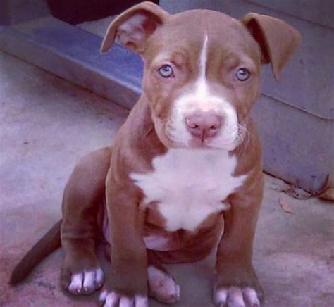 7 Important Facts About Red Nose Pit Bull Dog Breed • AMERICAN BULLY DOG BREED INFO CENTER