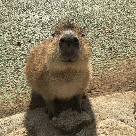 Baby Capybara passport photo [OC] : r/aww