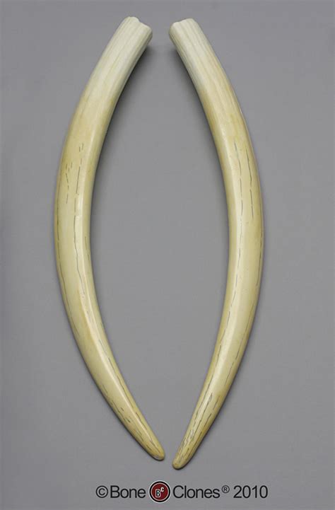 Walrus Tusk Replicas (Matched Pair)