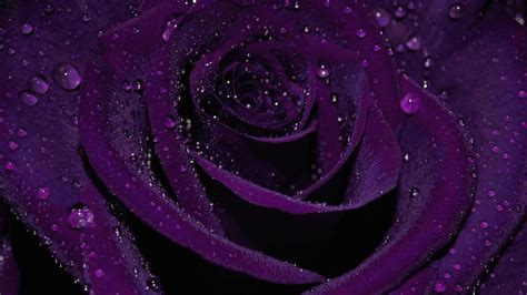 Purple Rose Background (52+ pictures) - WallpaperSet