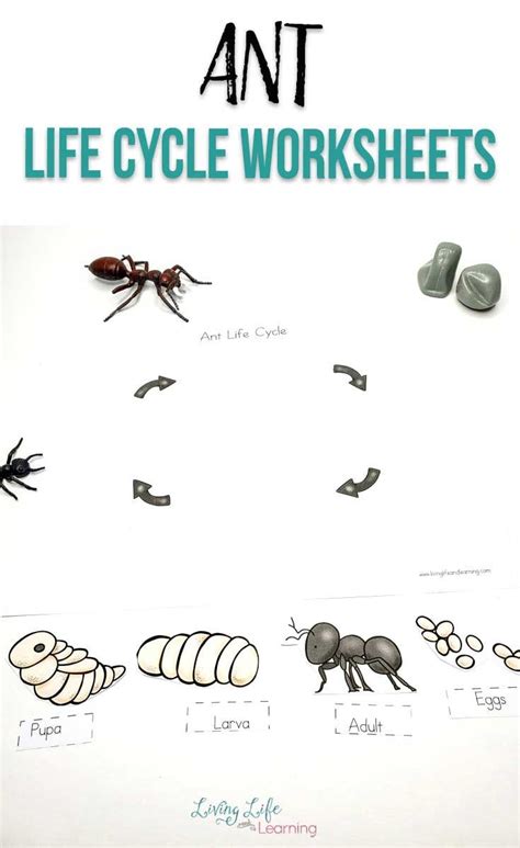 Ant Life Cycle Worksheets | Ant life cycle, Life cycles, Science activities for kids